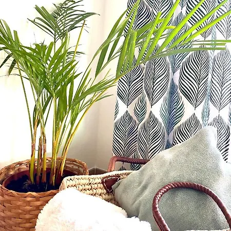 Apartment Lucky Bamboo *